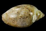 Polished, Chalcedony Replaced Gastropod Fossil - India #133538-1